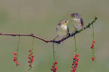 Baby zitting cisticola bird