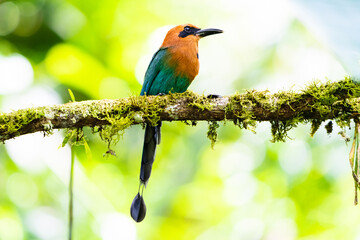 Momoto pico ancho