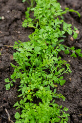 Young parsley on the ground, thin stalks of green young parsley grow on freshly plowed land in a garden bed. Organic food