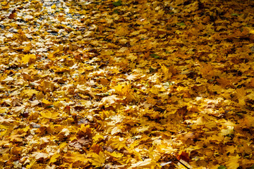autumn leaves background