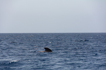 Fototapeta premium Sightings on a whale watching tour off the coast of Tenerife, Spain