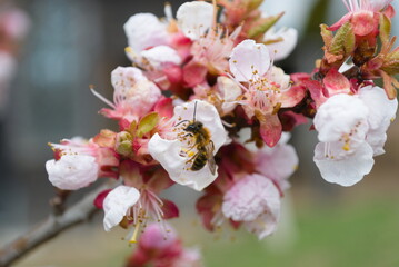 Fototapeta na wymiar Honey bee - Apis mellifera on apricot tree flower