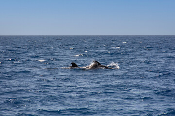 Fototapeta premium Großer Tümmler ( Tursiops truncatus ) im Meer bei einer Whale Watching Tour vor der Küste Teneriffa, Spanien