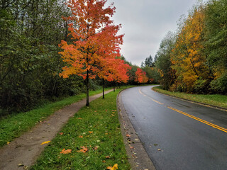 Obraz premium Autumn roadside leaves after rain.