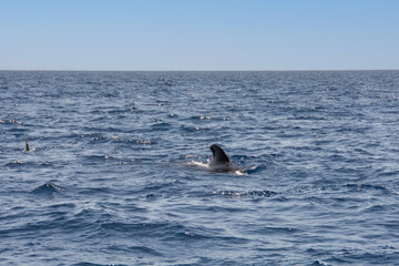 Naklejka premium Großer Tümmler ( Tursiops truncatus ) im Meer bei einer Whale Watching Tour vor der Küste Teneriffa, Spanien