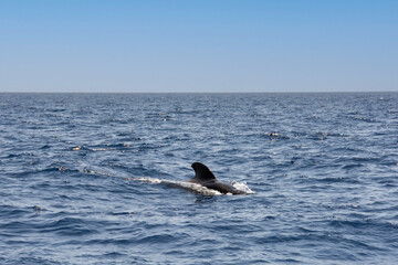 Obraz premium Großer Tümmler ( Tursiops truncatus ) im Meer bei einer Whale Watching Tour vor der Küste Teneriffa, Spanien