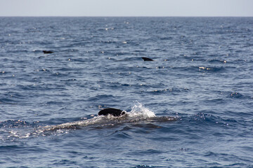 Obraz premium Großer Tümmler ( Tursiops truncatus ) im Meer bei einer Whale Watching Tour vor der Küste Teneriffa, Spanien