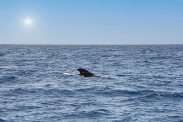 Sightings on a whale watching tour off the coast of Tenerife, Spain