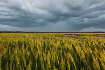 Beautiful sunset over the wheat field, developing wheat, beautiful golden wheat field, cultivated agricultural land - 559531869