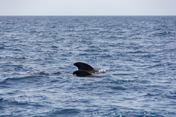 Fototapeta premium Sightings on a whale watching tour off the coast of Tenerife, Spain