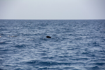 Fototapeta premium Sightings on a whale watching tour off the coast of Tenerife, Spain
