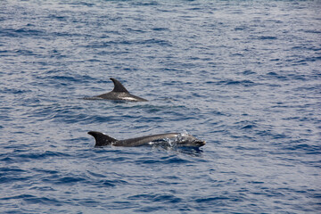 Naklejka premium Dolphin in the sea