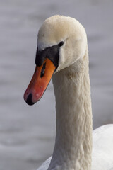 mute swan cygnus olor