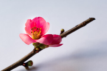 Pink japanese quince blossom and branch, chaenomeles japonica, malus floribunda