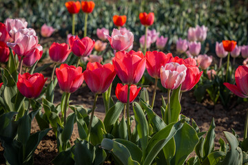 Tulips in a beautiful tulipark in Bologna,Italy