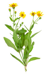 Arnica plants for alternative medicine, transparent background