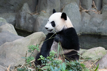 Obraz premium Close up Cute Panda in Singapore Zoo