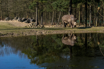 Netherlands, Arnhem, Burger Zoo,Rhinoceros next to a lake