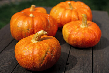 Ripe ginger pumpkin isolated on a burred unfocussed grass background. Autumn concept with pumpkin. High quality photo