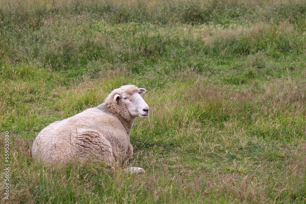 Wall mural sheep in a field