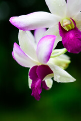 Purple fresh Orchids flowers in garden