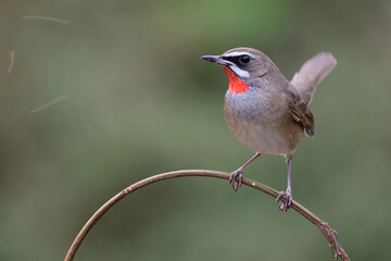 male siberian rubythroat happily perching on thin branch looking to fast flying insect next to him