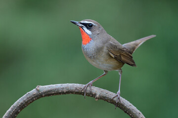beautiful red spot chin bird happily wagging its tail while perching on wooden branch over fine blur green background