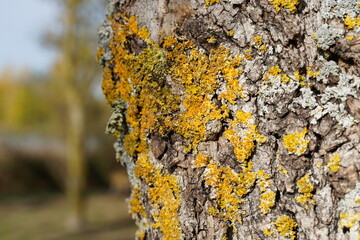 Yellow lichens on a tree bark. Xanthoria parietina.  