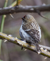 female house sparrow