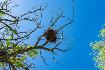 bird's nest on a tree against the blue sky