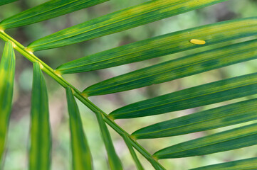 abstract stunning green leaf texture, tropical leaf foliage nature green background