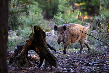 A wild pig in the forest is digging in the ground with its burrow in search of food.