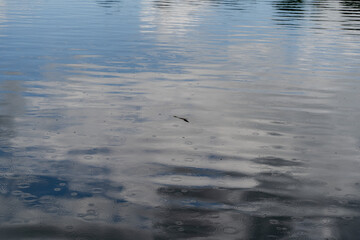 Rain. It is raining outside. Raindrops fall into the lake.