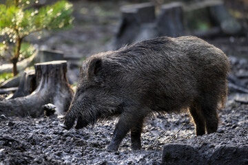 Naklejka na ściany i meble A wild pig in the forest is digging in the ground with its burrow in search of food.