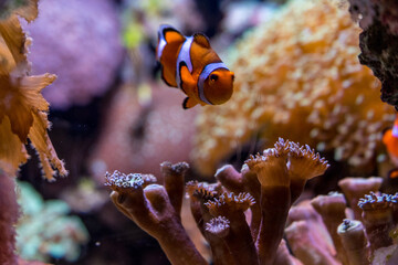 Netherlands, Arnhem, Burger Zoo,a close up of a coral reef with clown fish nemo