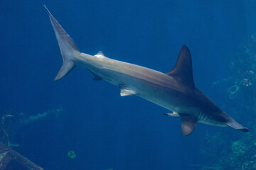 Netherlands, Arnhem, Burger Zoo, hammer head shark in water