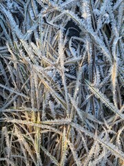 frost on the grass