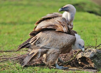 bird of prey