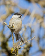 closeup of a marsh tit perched on a branch