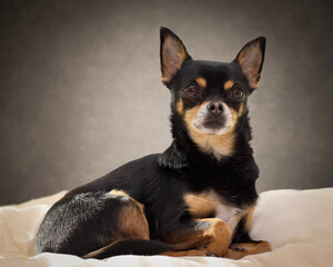 Studio portrait of black chihuahua