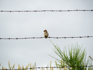Pájaro posado en un alambre de espino en un día nublado