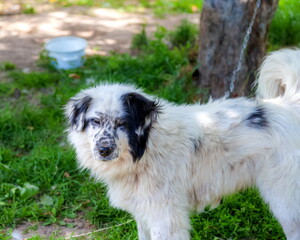 A white dog with black spots on a metal chain tied to a tree against a background of green grass in summer