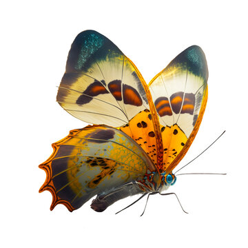 butterfly overlay, generated image