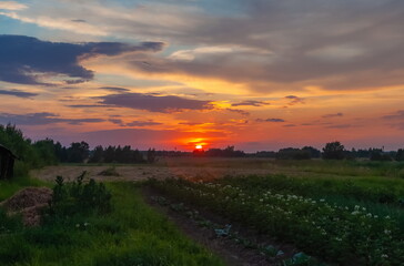 Fototapeta na wymiar Landscape with sunset in the village in summer