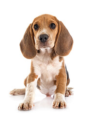 young beagle in studio