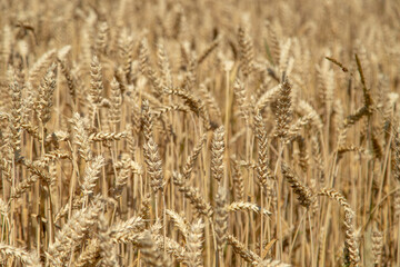 200808Hochsommer