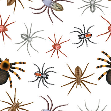 Spiders pattern. Realistic toxic spiders collection decent vector seamless background template