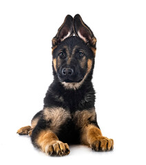 young german shepherd