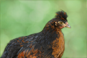 Close up of young brown chicken of Poland chick isolated on blurred background