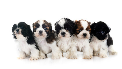 puppies Shih Tzu in studio